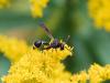 Eumenes coronatus
